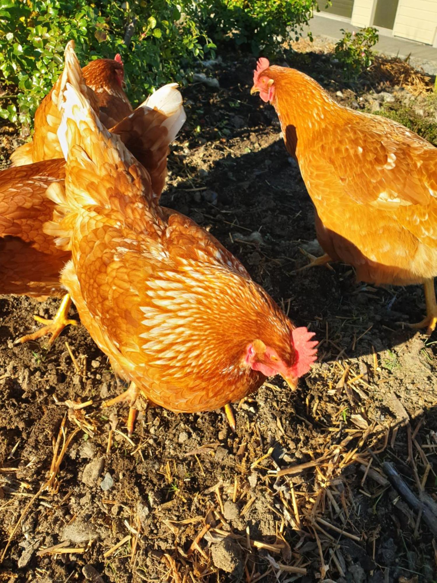 Hopwood Bed & Breakfast Taihape Bagian luar foto